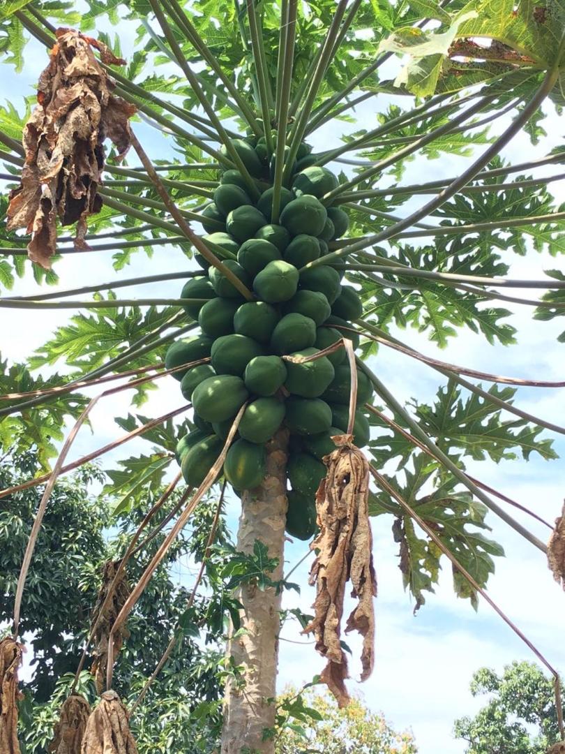 Hawaii Belt Coffee Garden