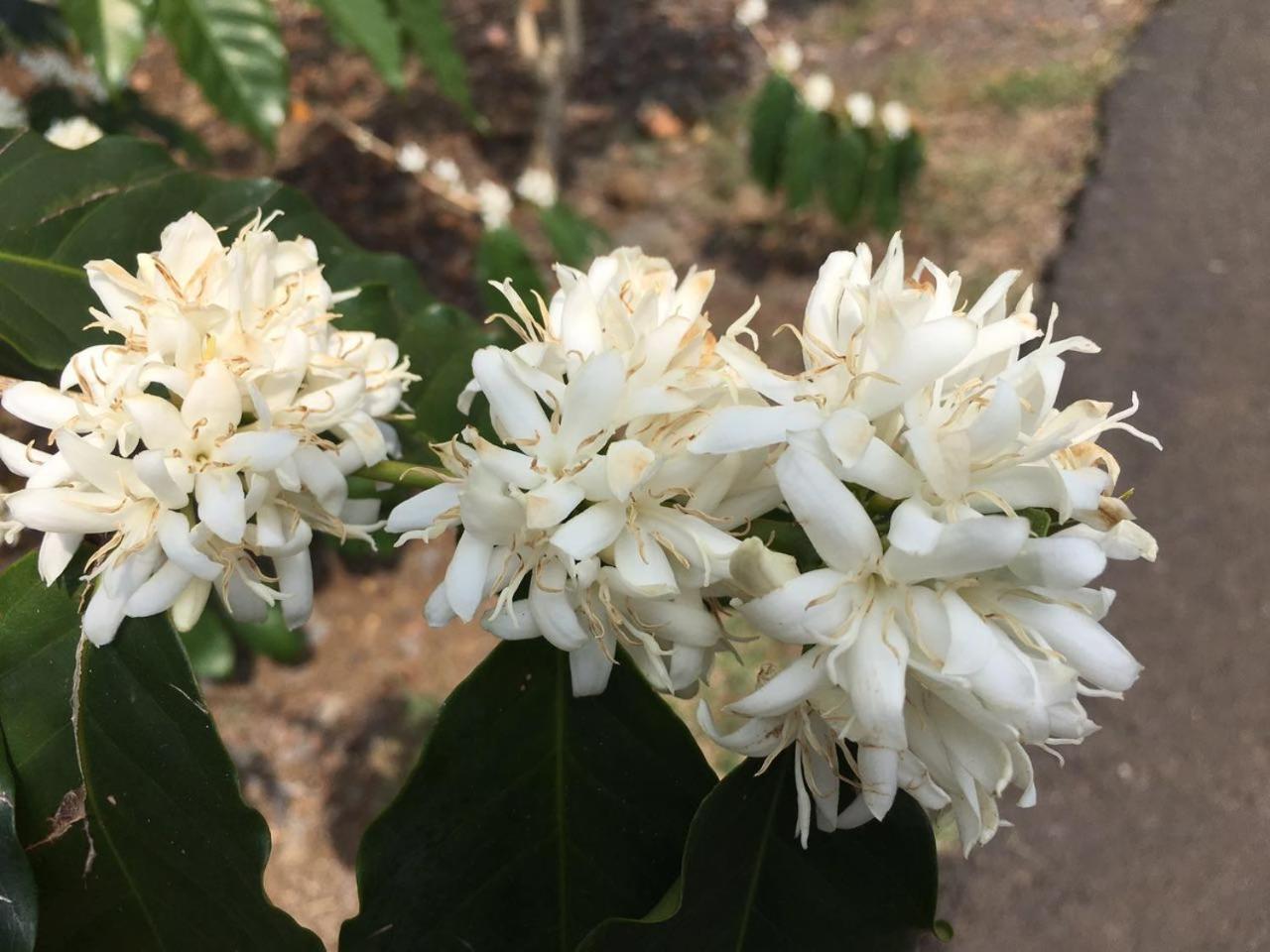 Hawaii Belt Coffee Garden