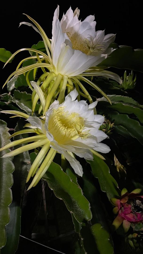 Hawaii Belt Coffee Garden