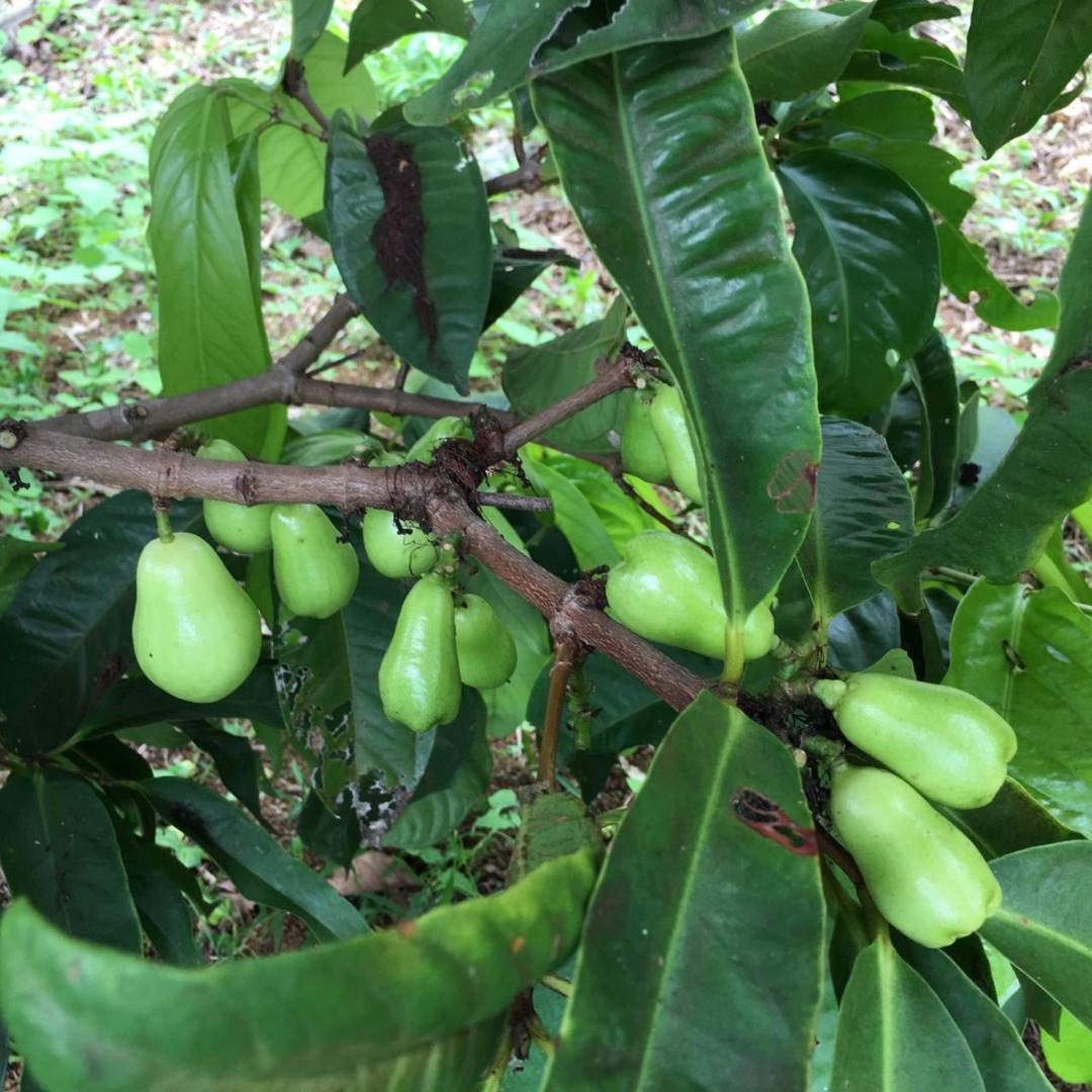 Hawaii Belt Coffee Garden