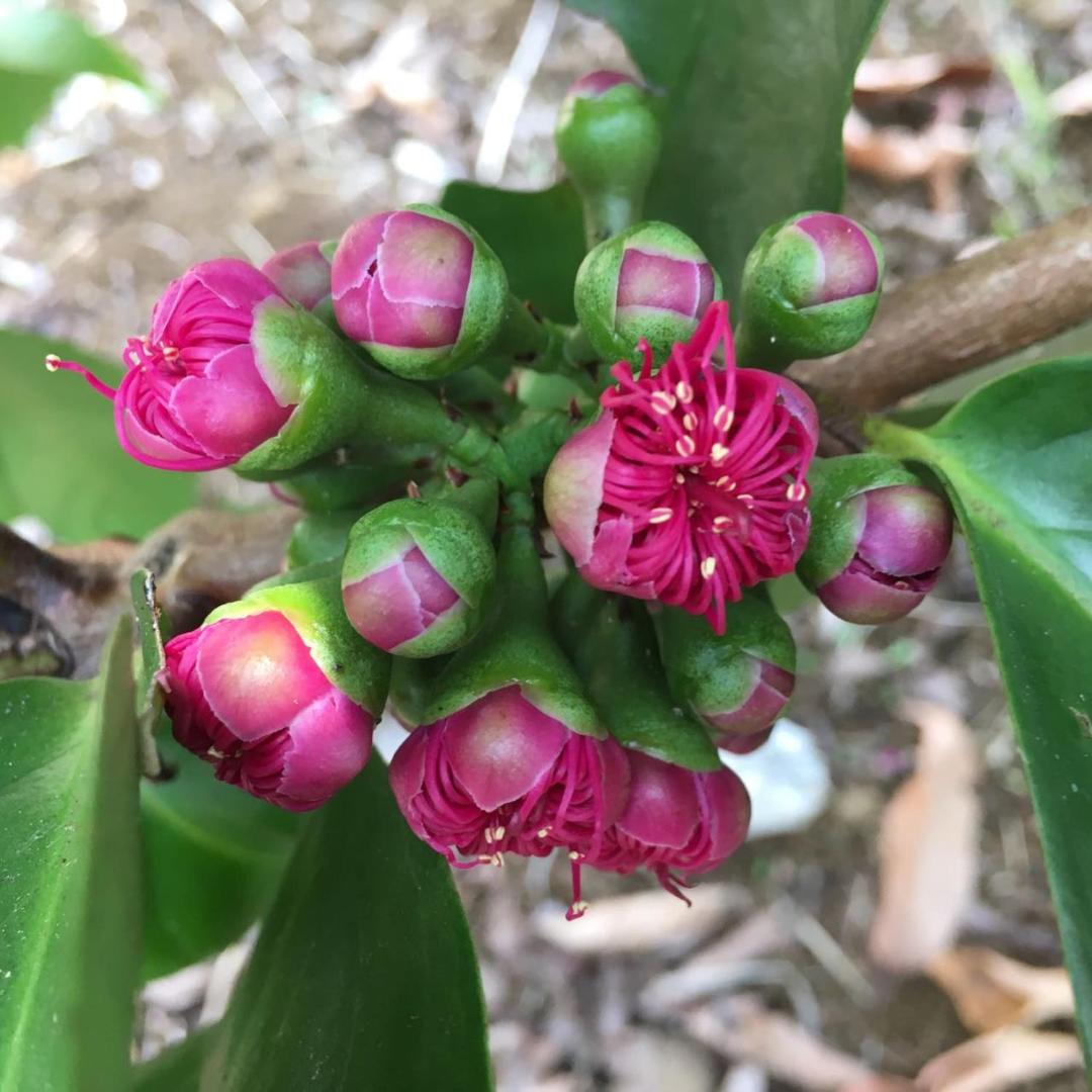 Hawaii Belt Coffee Garden