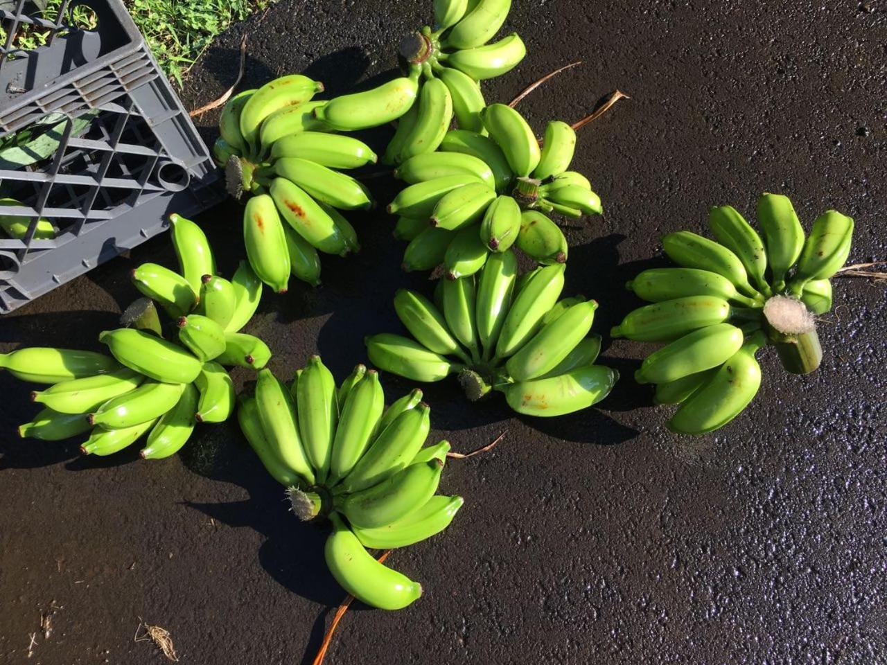 Hawaii Belt Coffee Garden