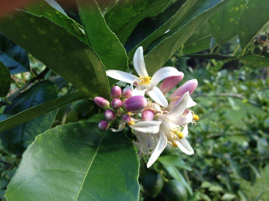 Heavenly Hana Paradise