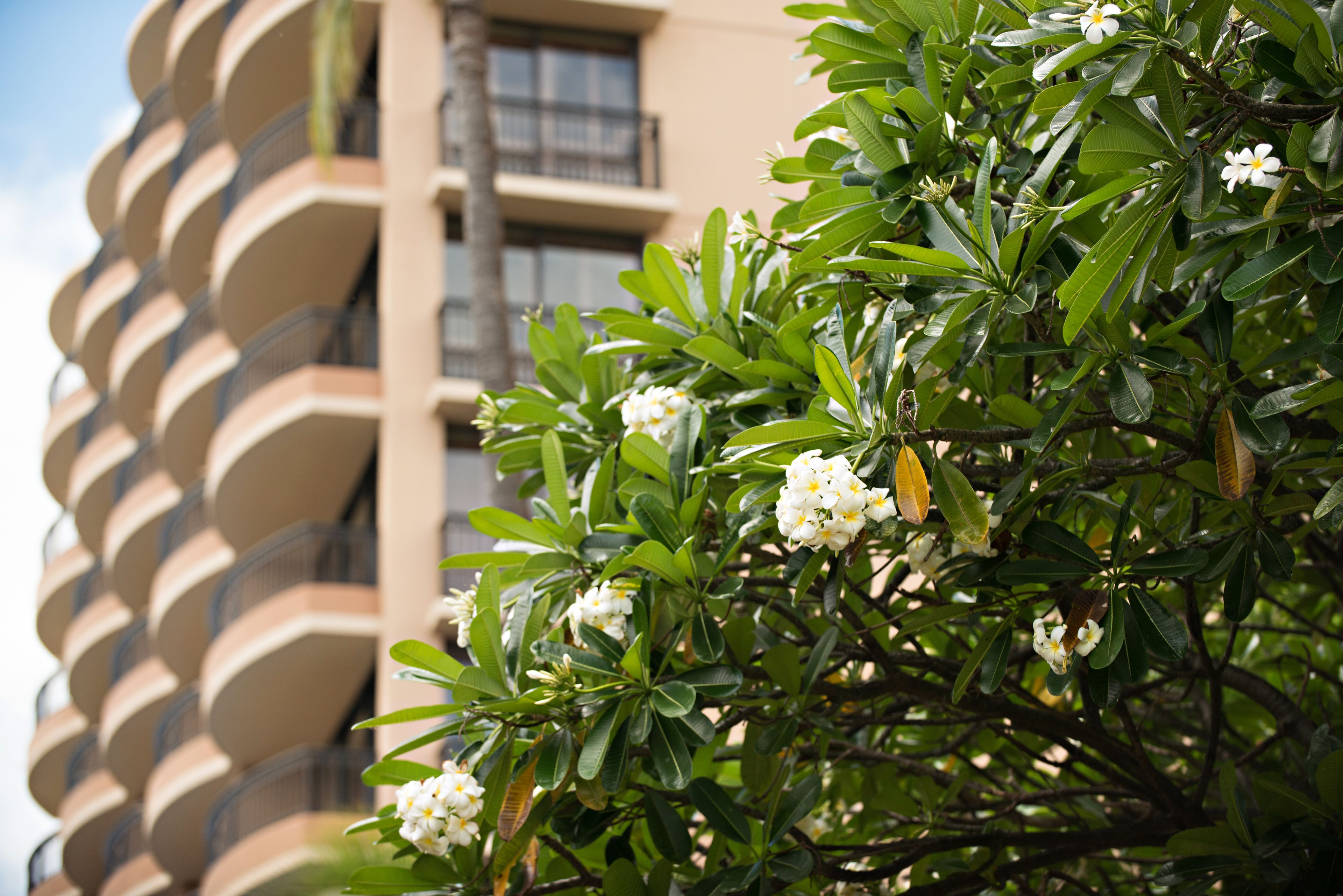 Royal Lahaina Resort & Bungalows