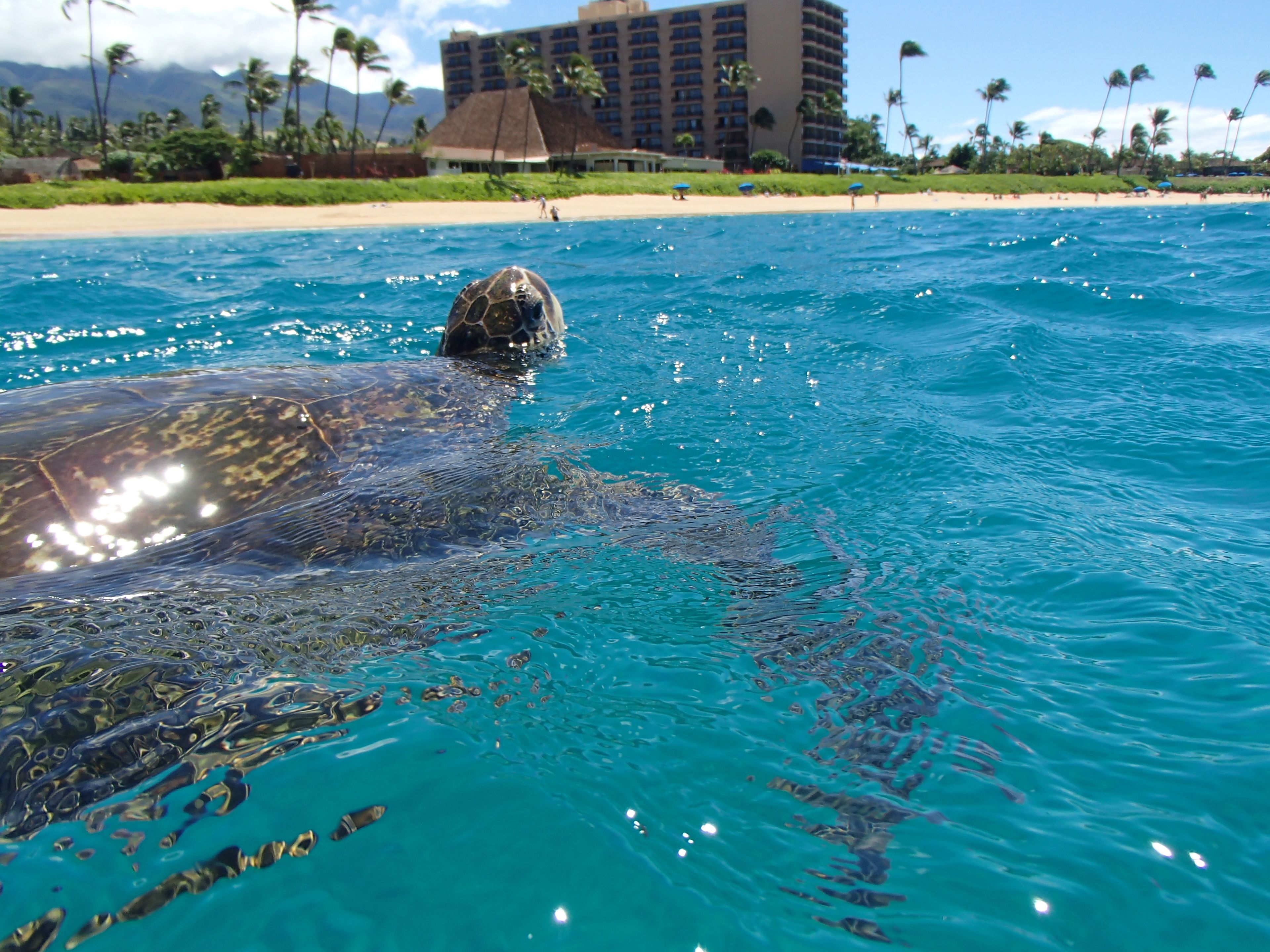 Royal Lahaina Resort & Bungalows