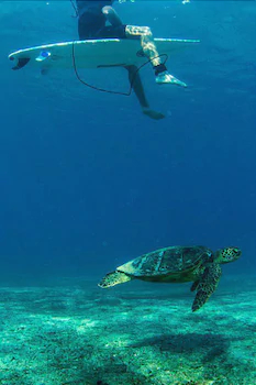 Hawaii’s Hidden Hideaway Bed & Breakfast