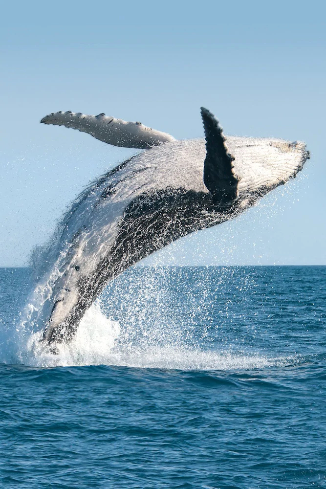 Hawaii’s Hidden Hideaway Bed & Breakfast