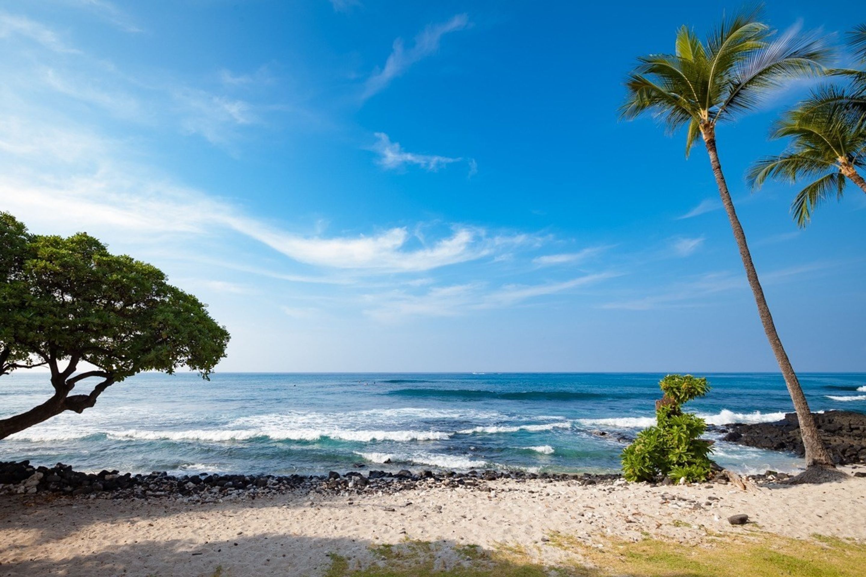 Banyan Tree by Kona Now