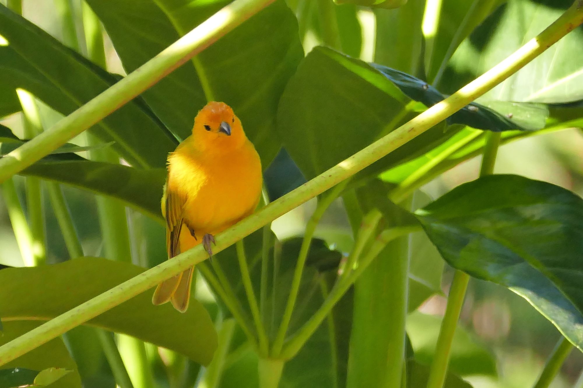 Hale Maluhia Country Inn