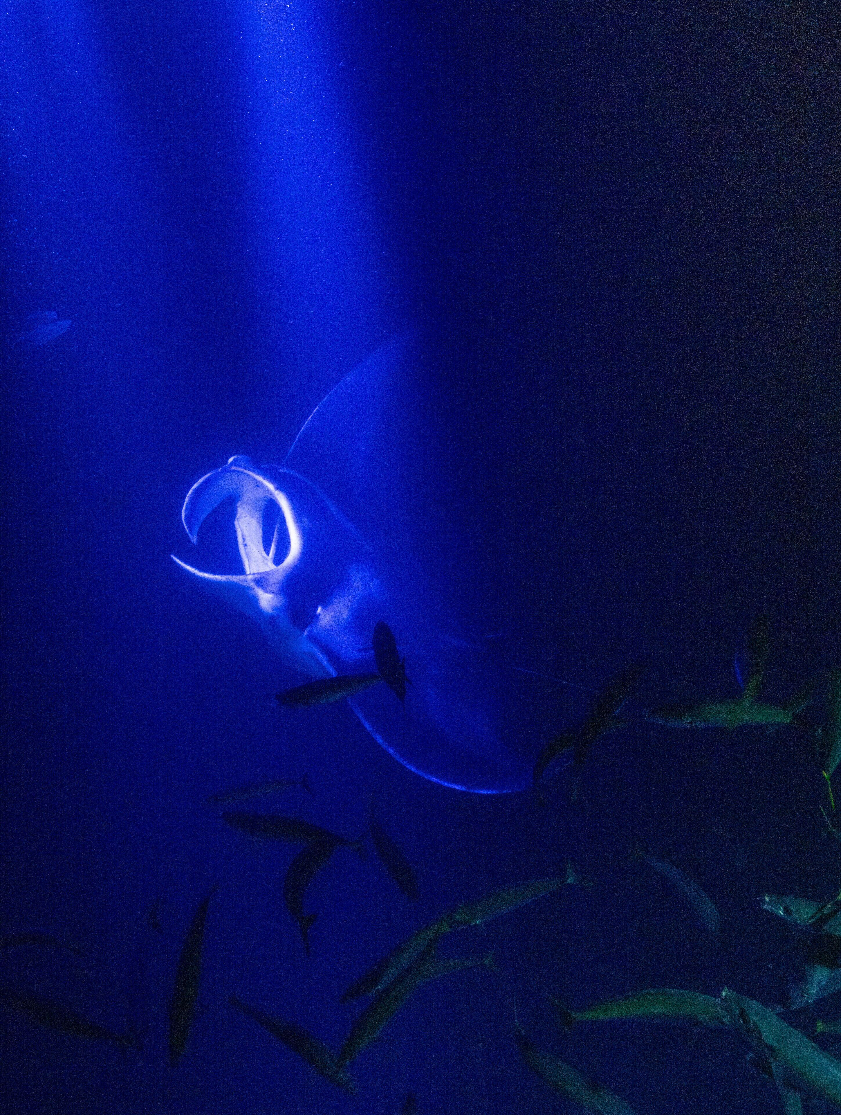 OUTRIGGER Kona Resort & Spa