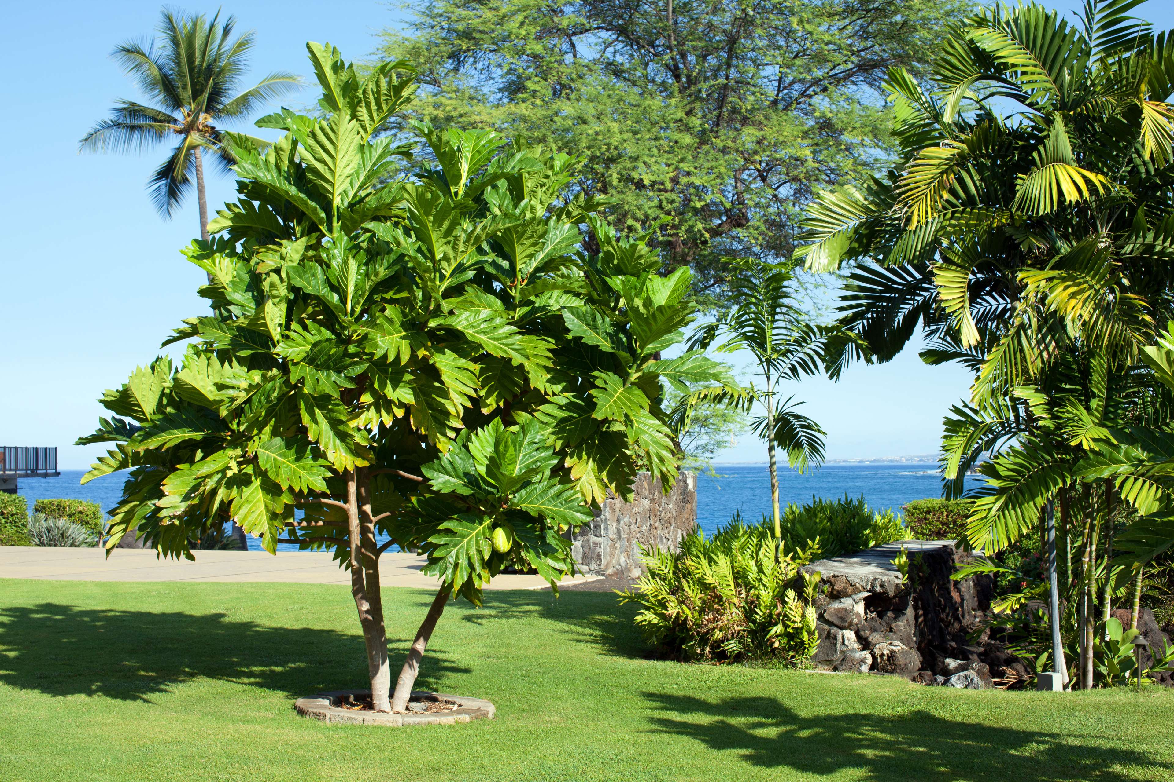 OUTRIGGER Kona Resort & Spa