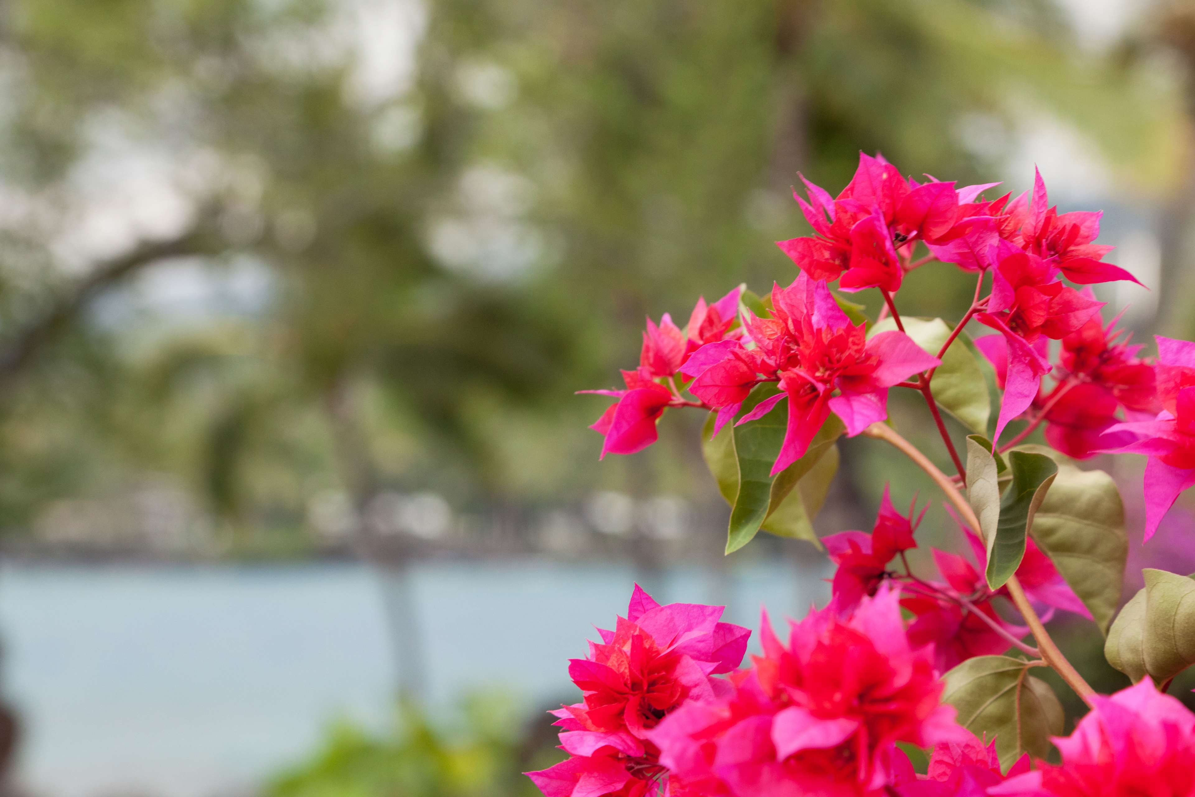 OUTRIGGER Kona Resort & Spa