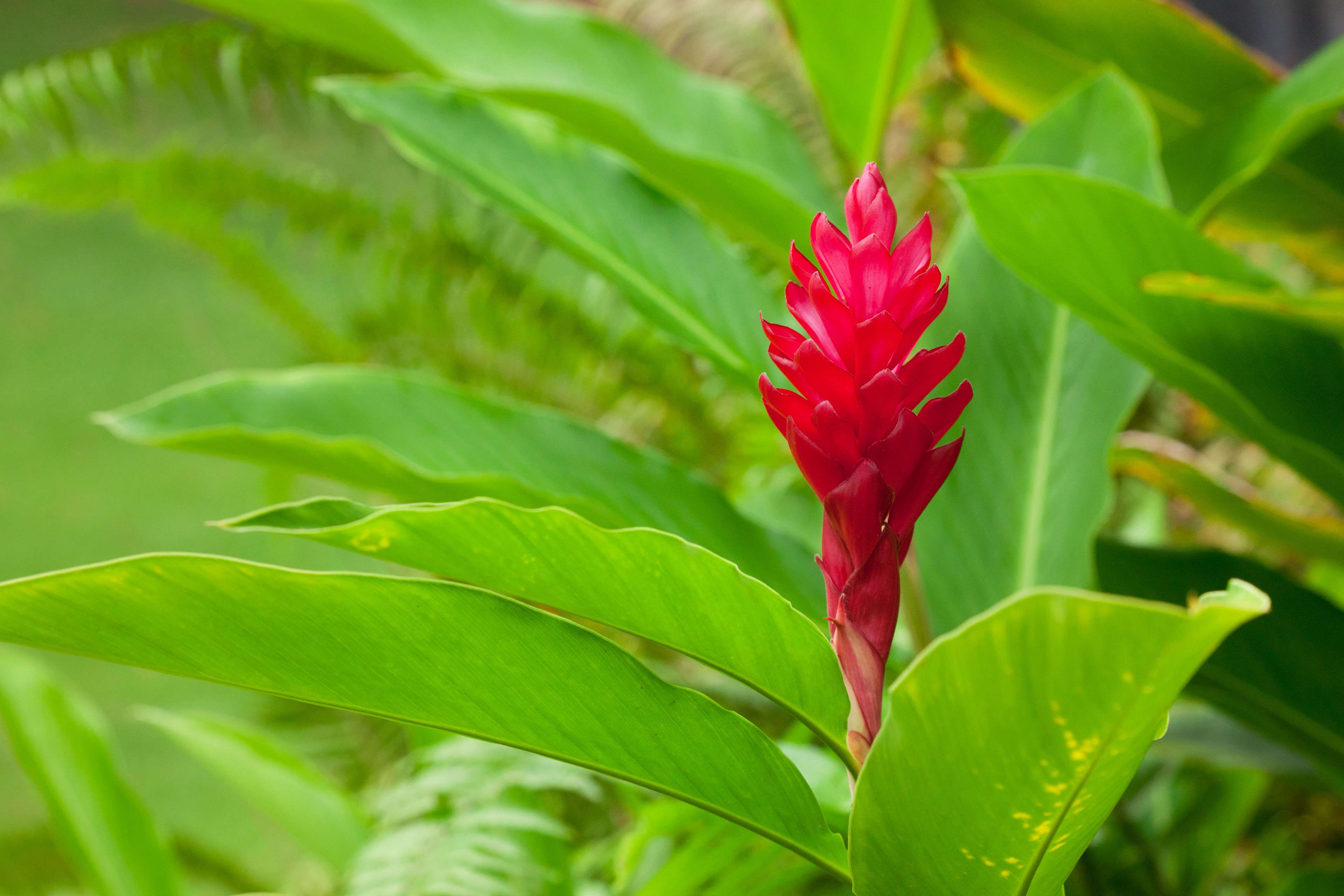 OUTRIGGER Kona Resort & Spa