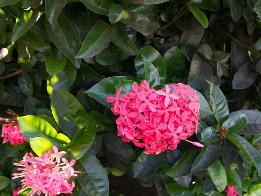 Kamaole Sands Resort