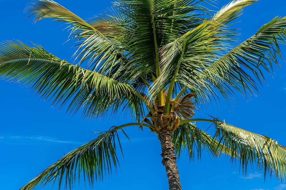 Kamaole Sands Resort