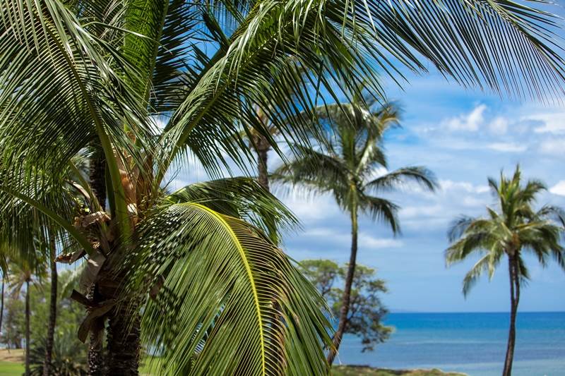 Kihei Akahi