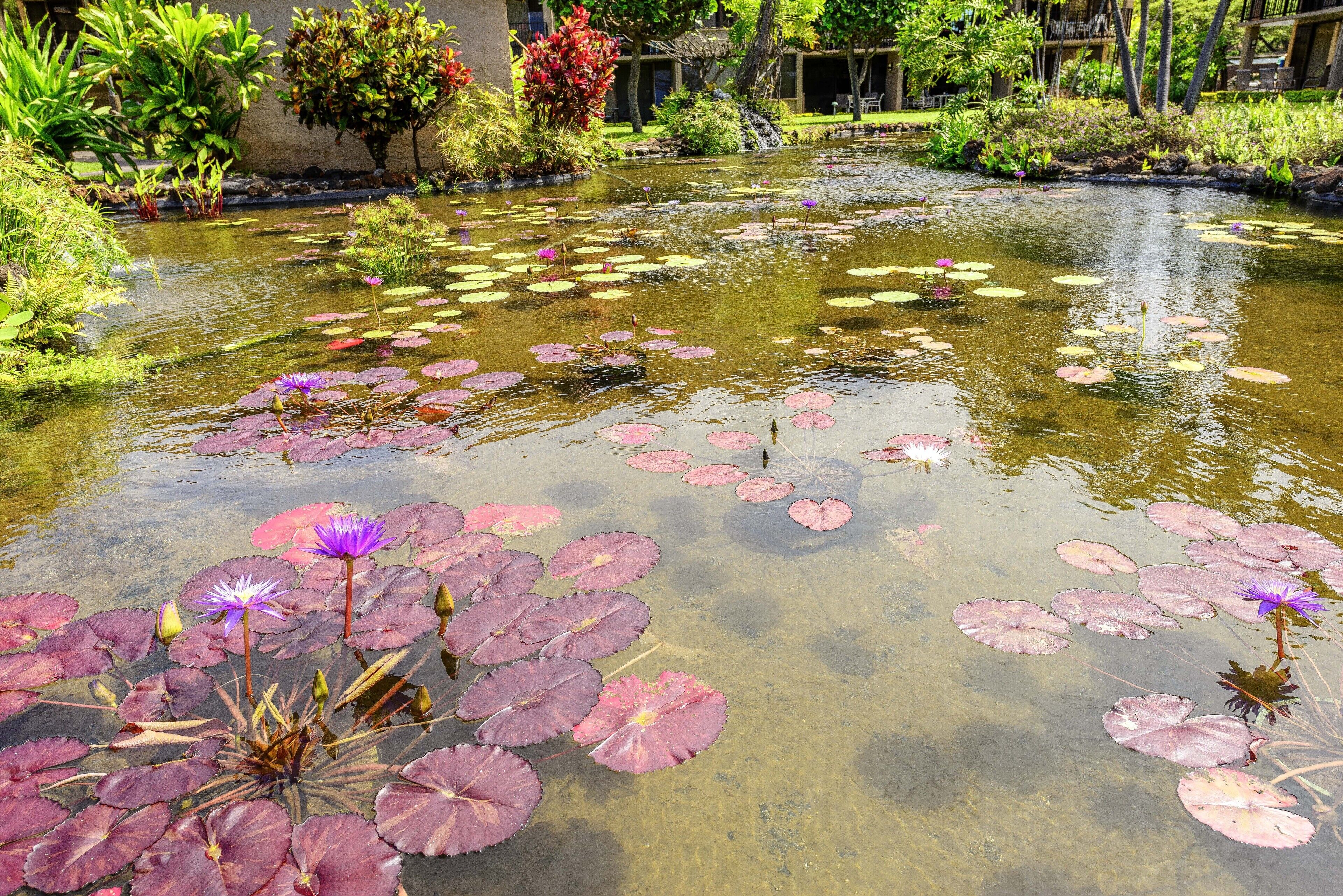 Papakea Ocean Front Resort
