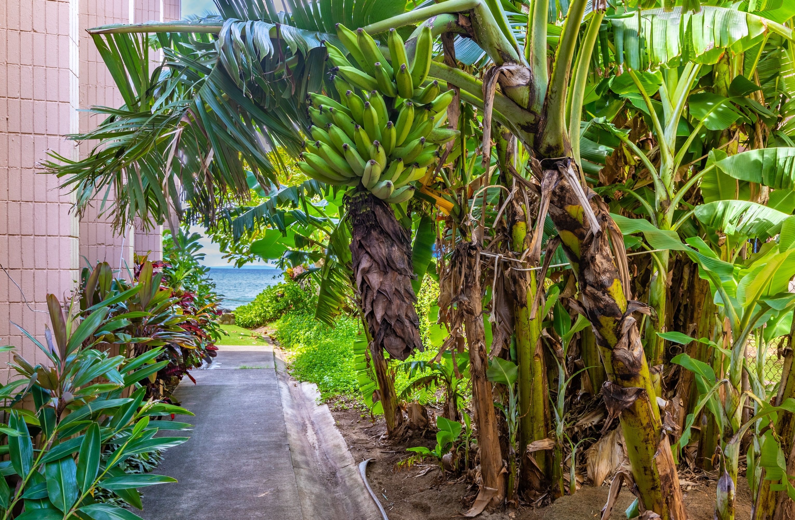 Kaleialoha by Hula Hideaway