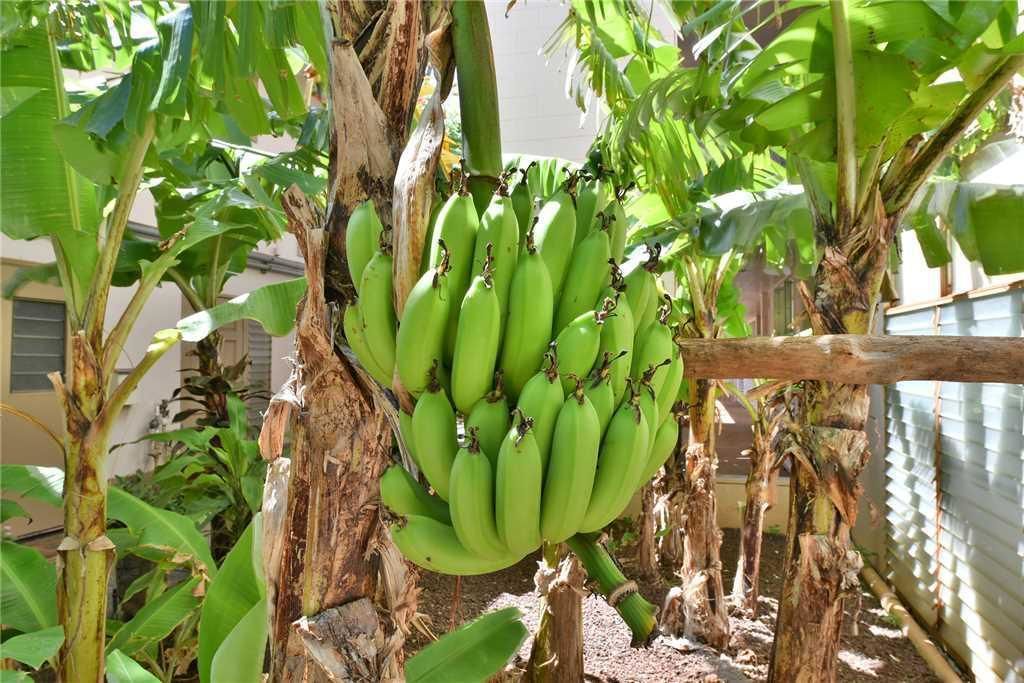 Makani Sands by RedAwning