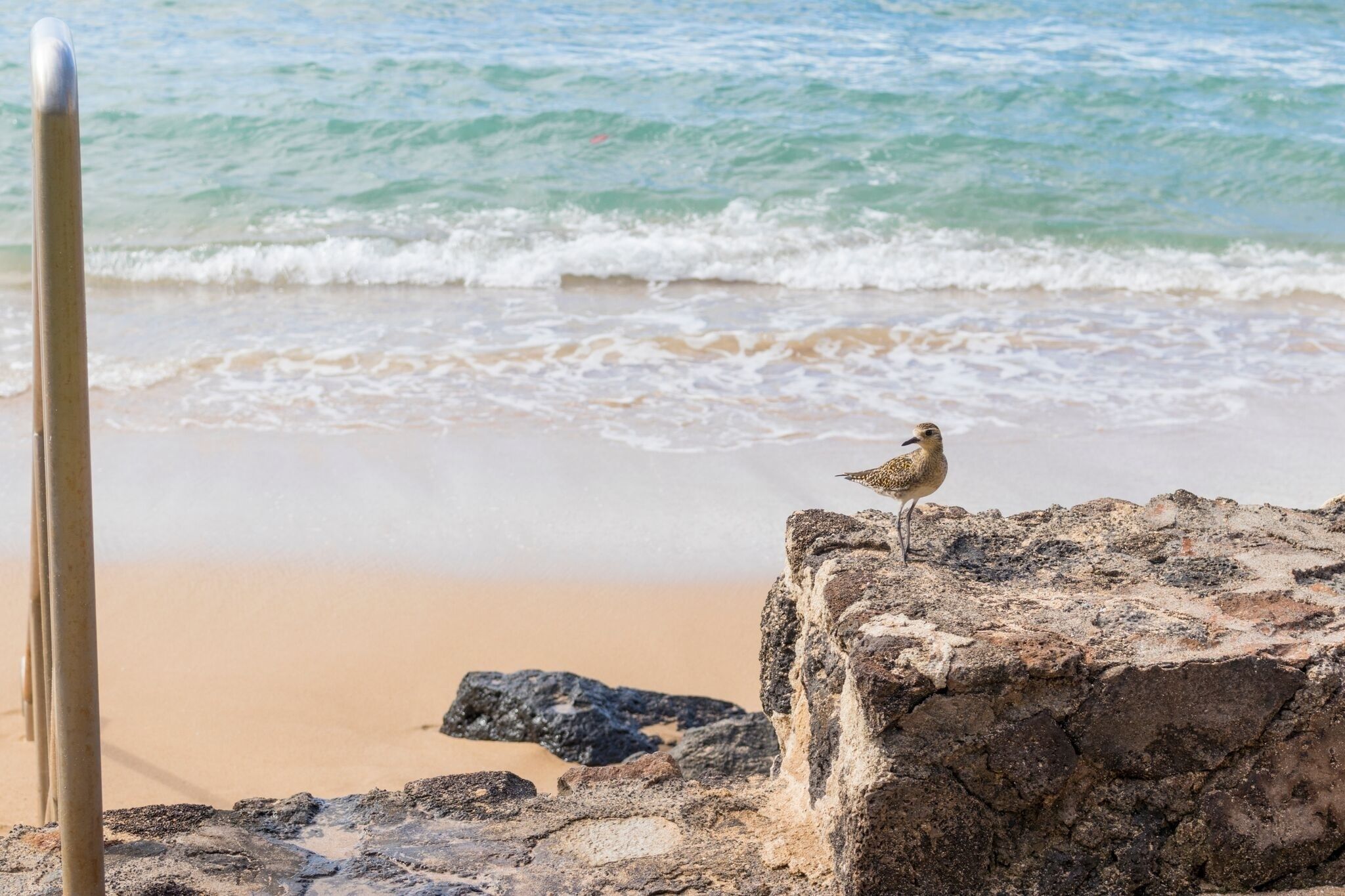 The Pikake by RedAwning