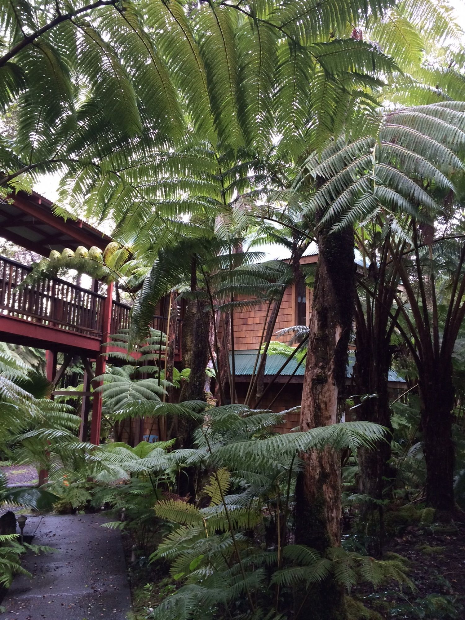 The Guest Cottages at Volcano Acres Tree House