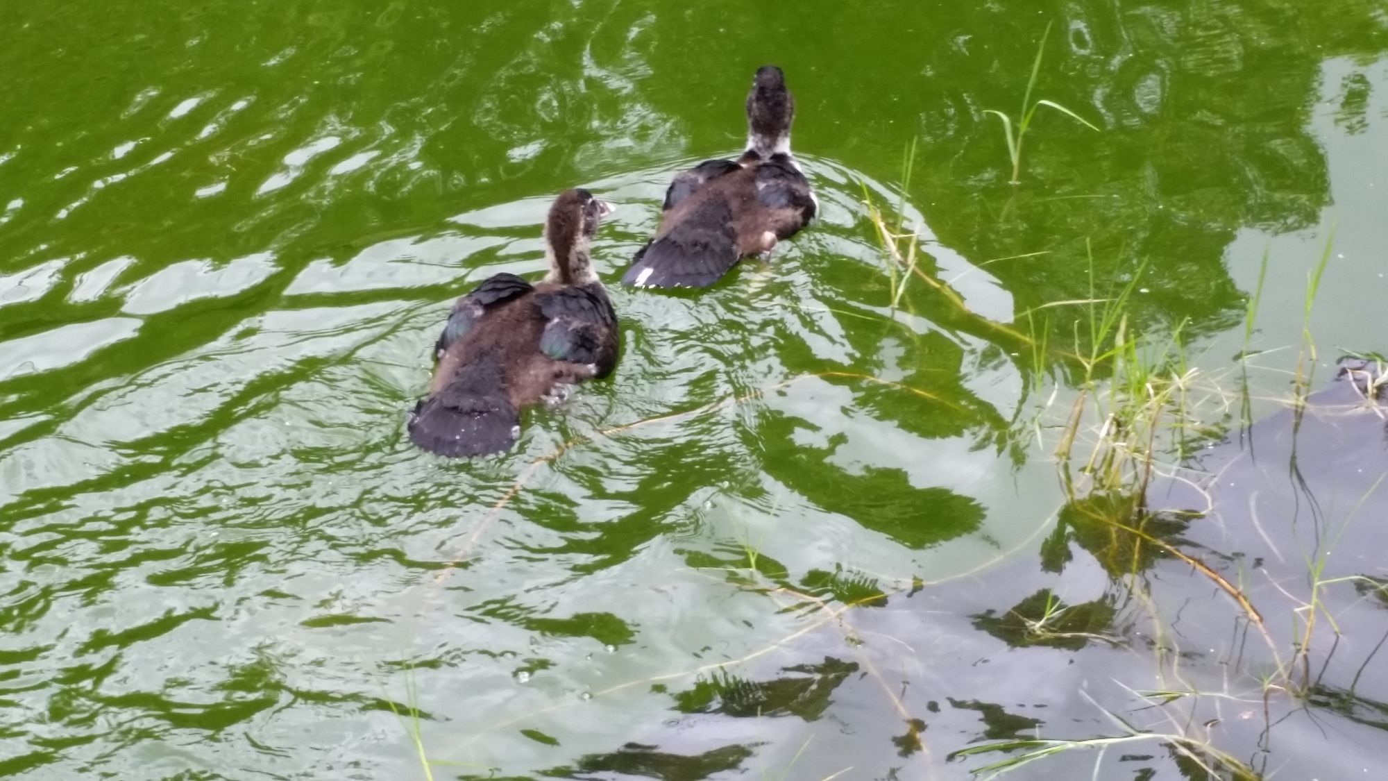 Volcano Acres Ranch Bed and Breakfast