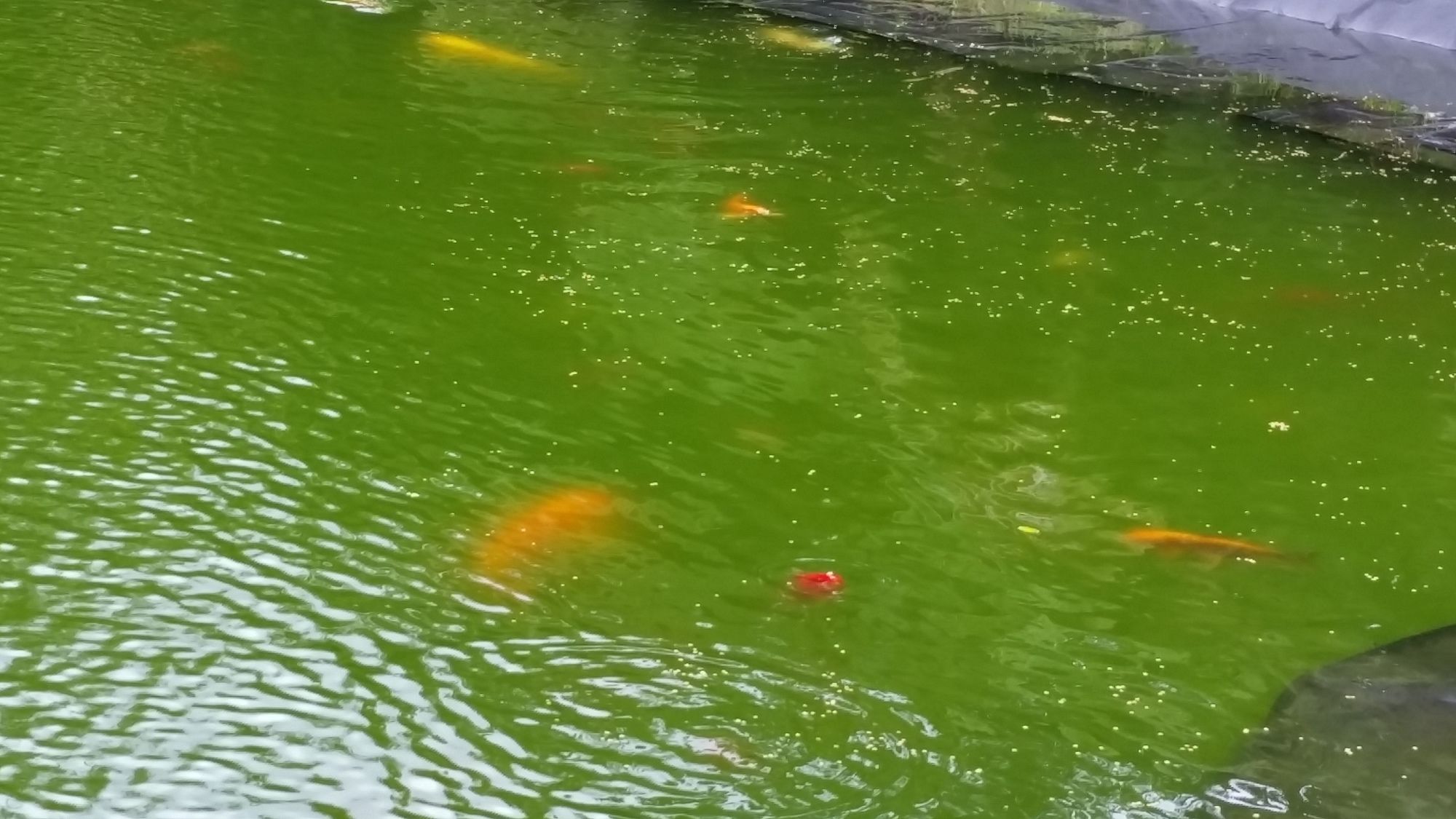 Volcano Acres Ranch Bed and Breakfast