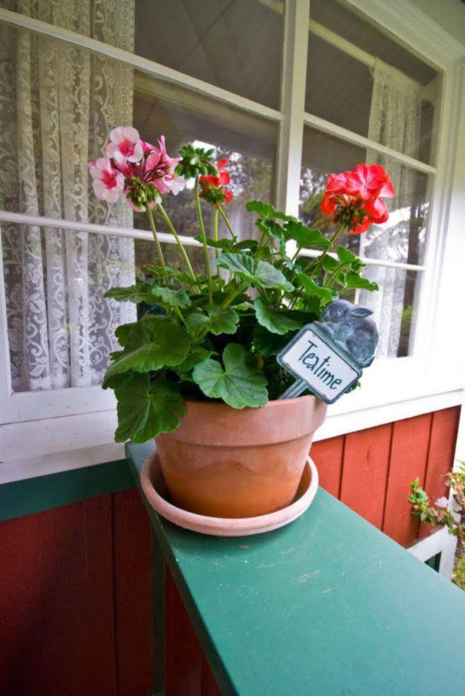 Volcano Teapot Cottage