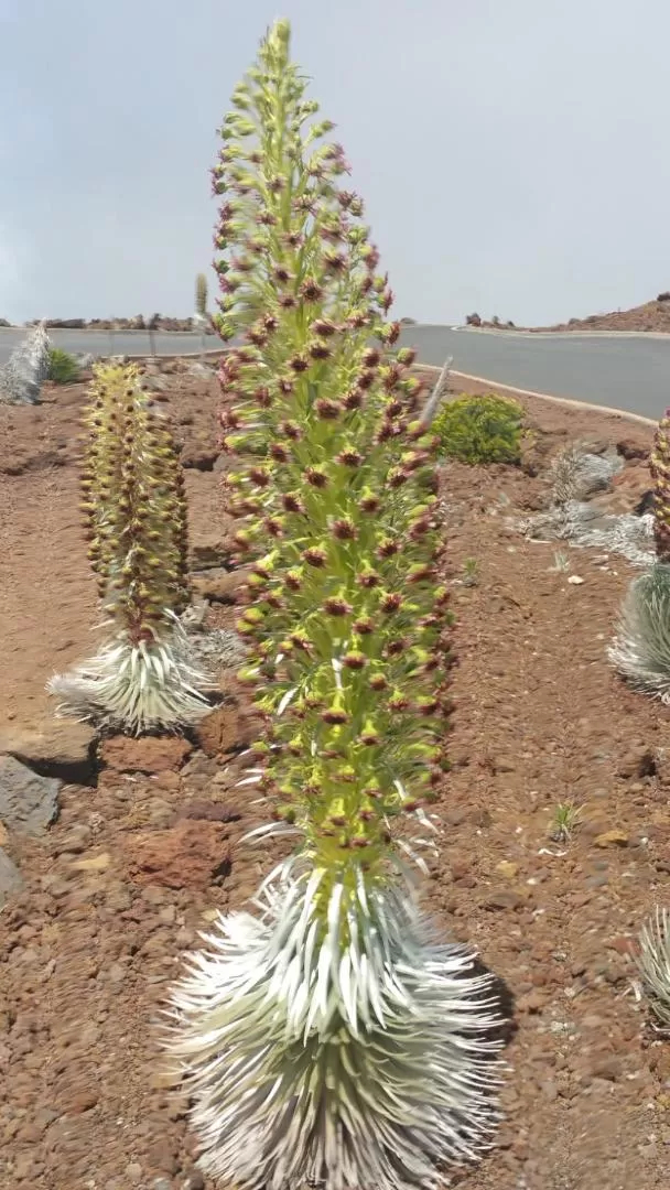 The Northshore Hostel Maui