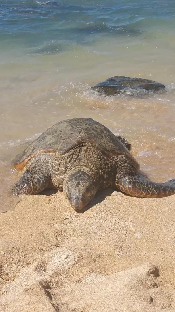 The Northshore Hostel Maui