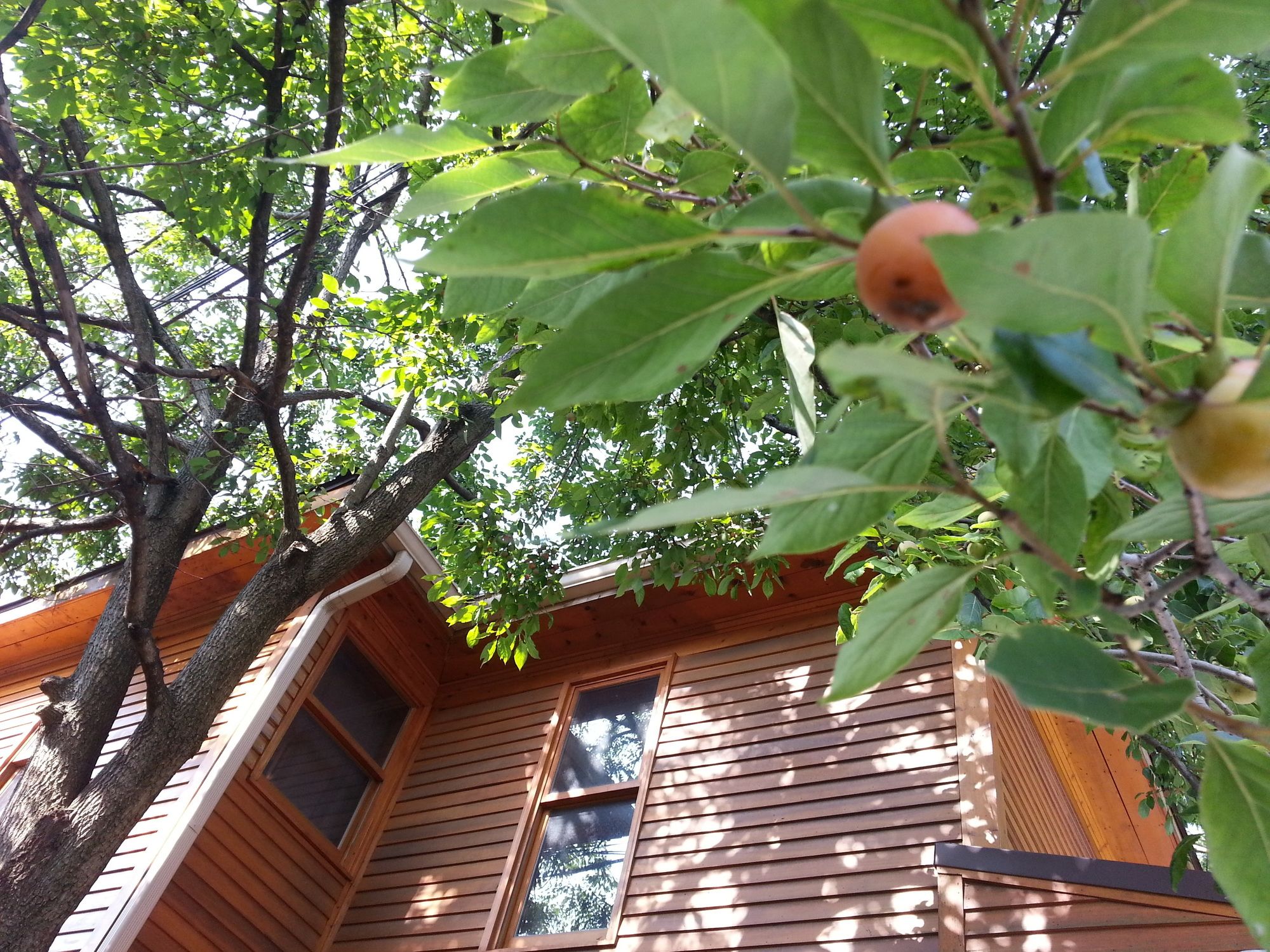 Persimmon Inn