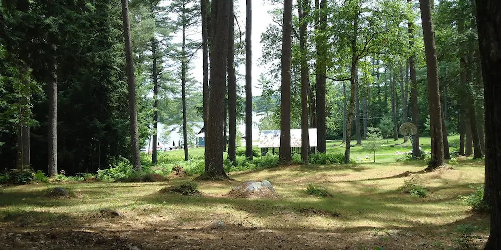 Birches At Gilmore Camps On Kezar Lake