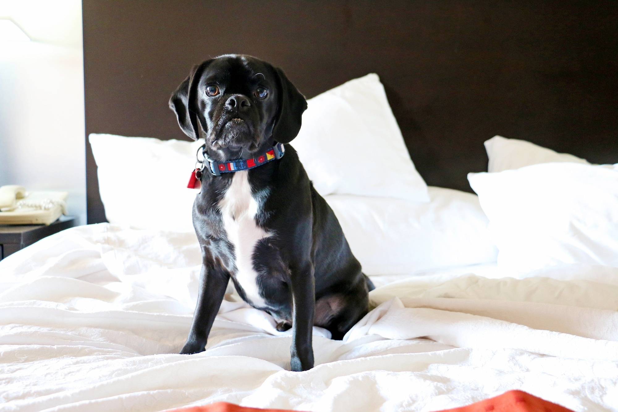 Delamar Traverse City