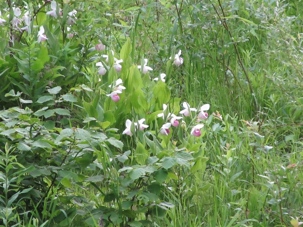 Best Western Bemidji