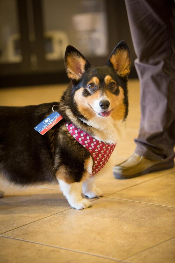 Candlewood Suites Springfield South