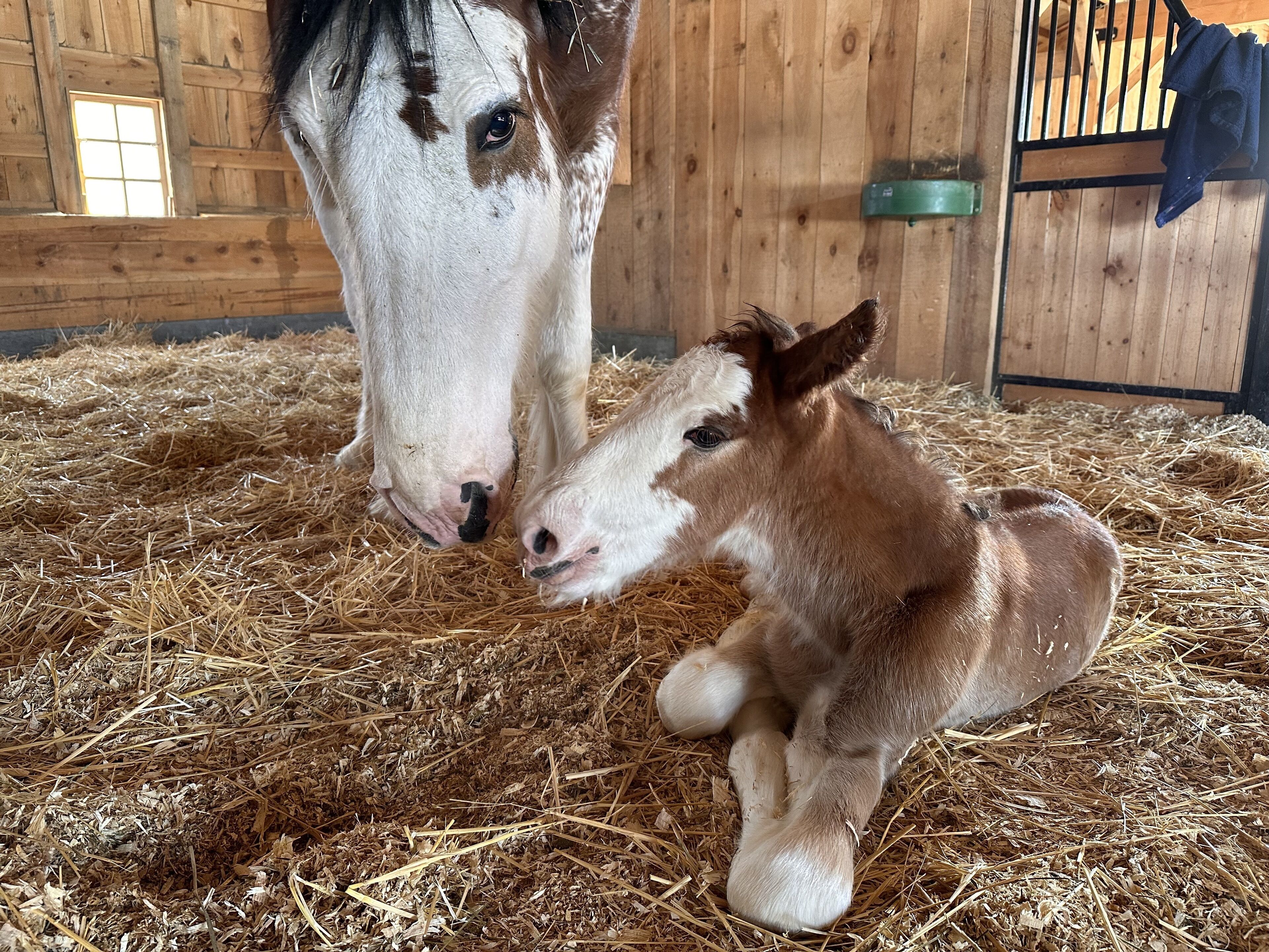 Clydesdale Outpost
