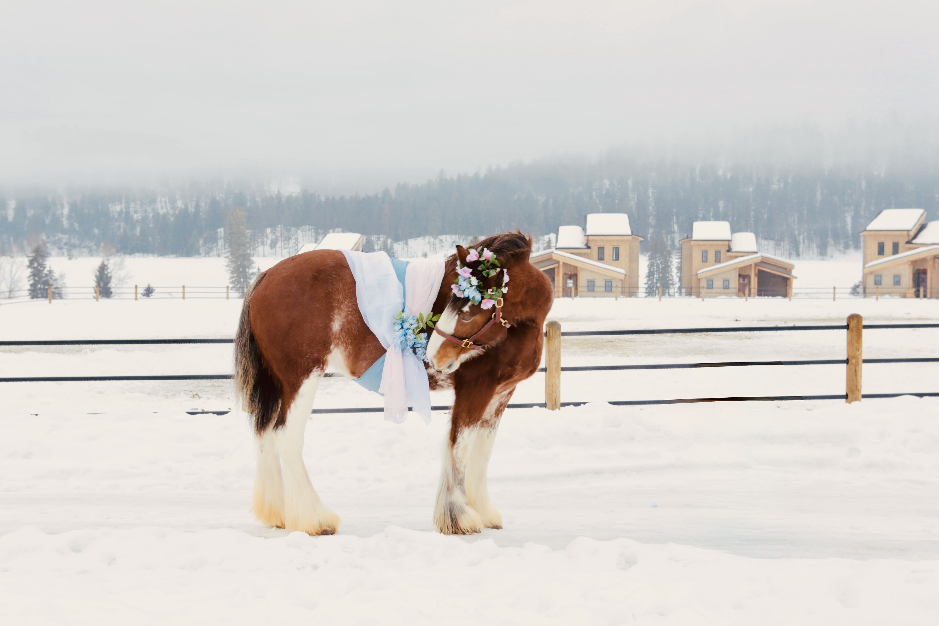 Clydesdale Outpost
