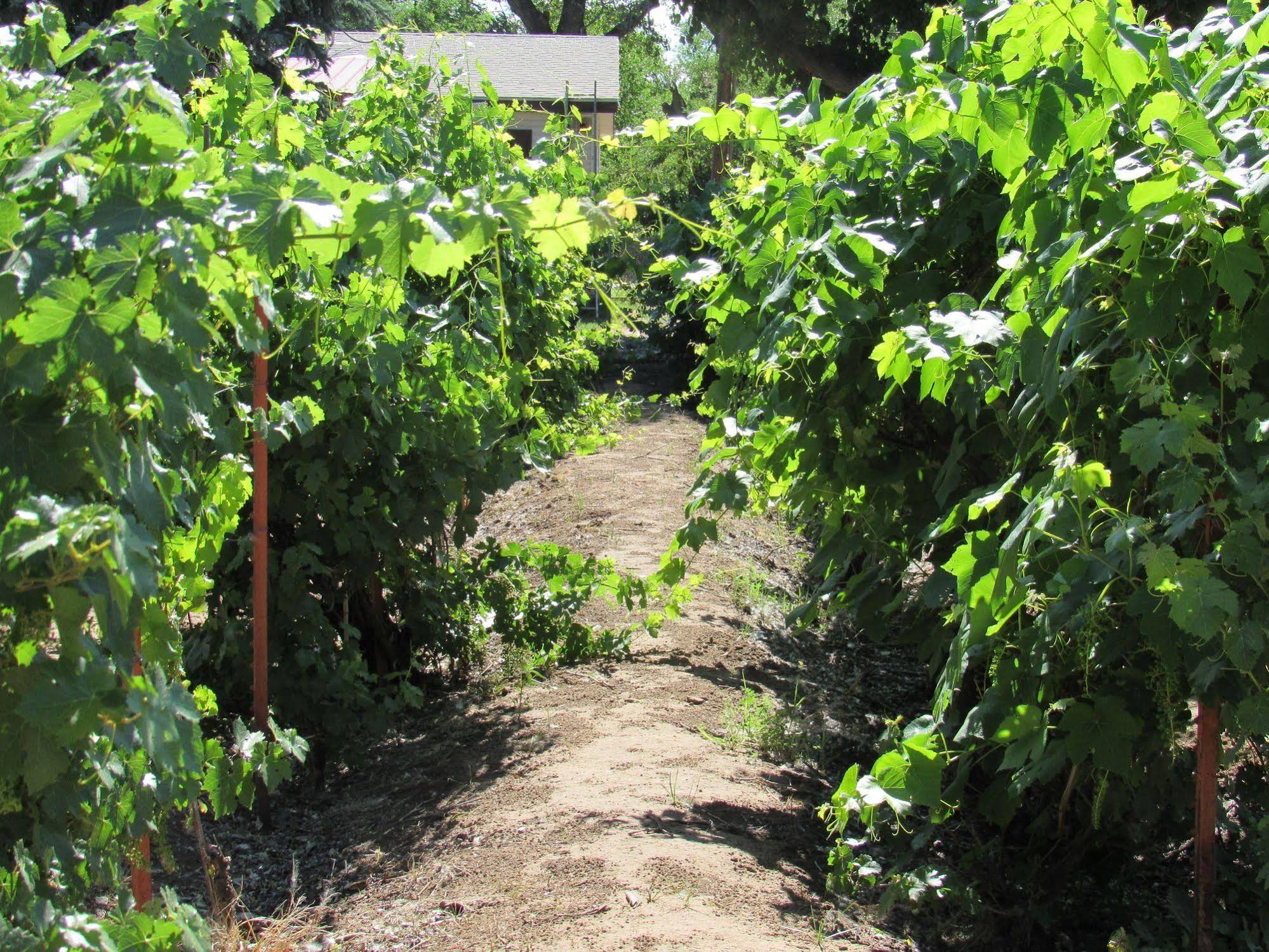 Red Horse Vineyard Bed & Breakfast