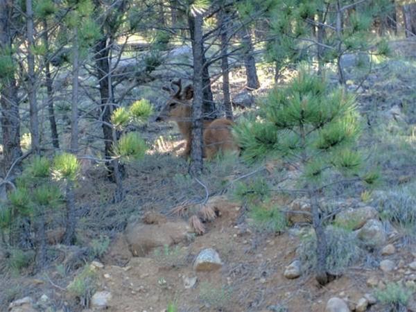 Resort Properties of Angel Fire