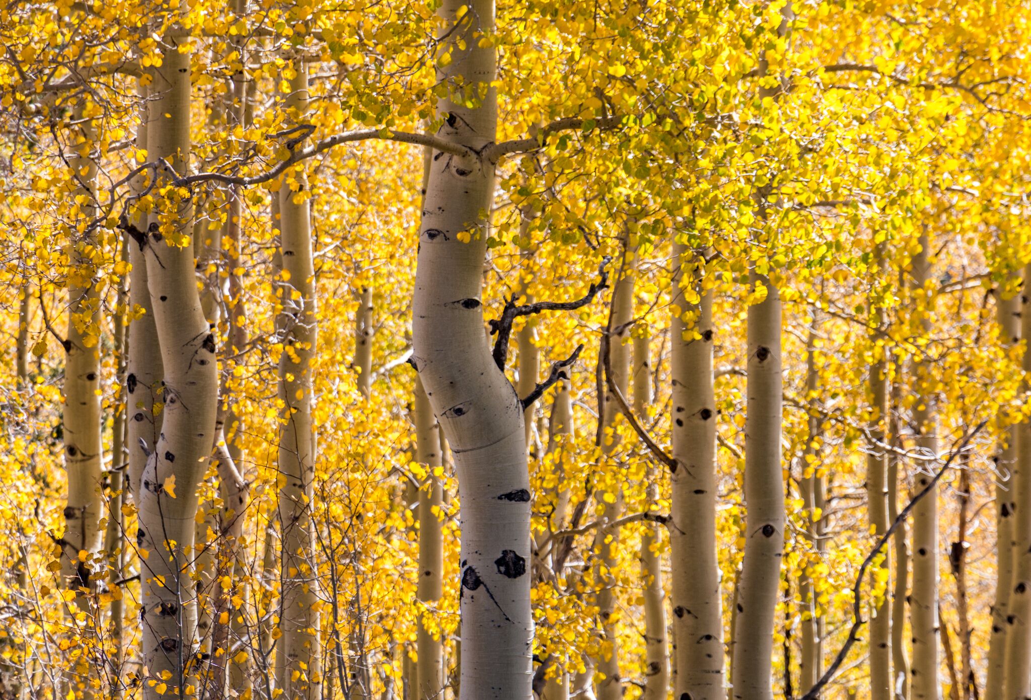 Bishop's Lodge - Villas