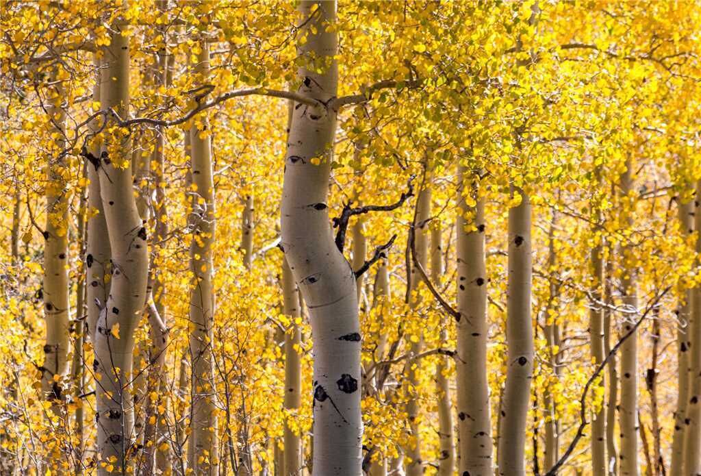 Bishop's Lodge - Villas