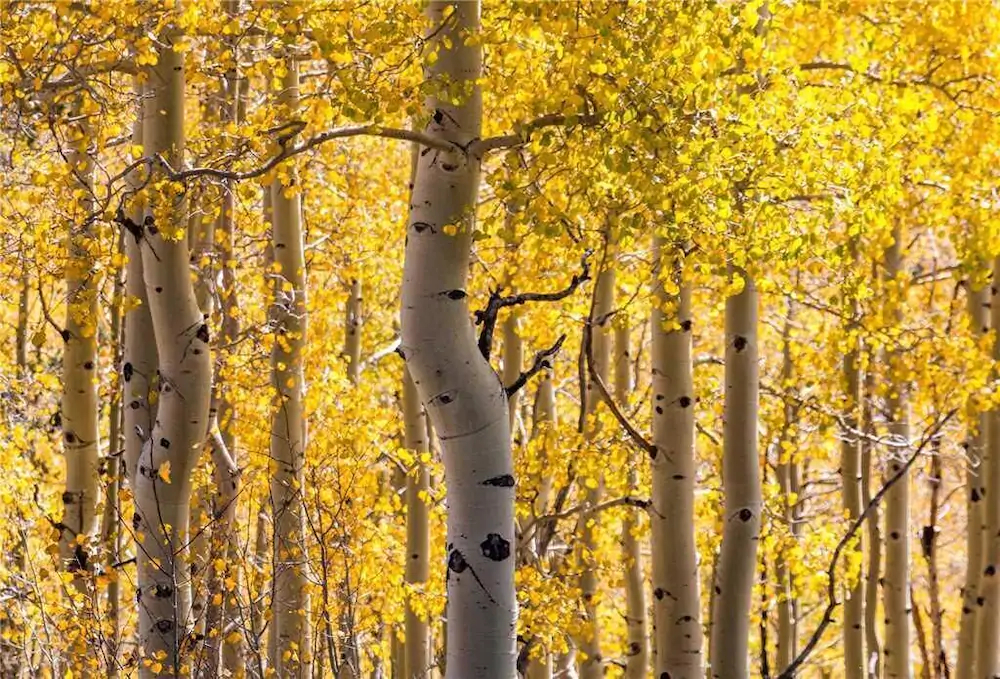 Mitchell's East Side