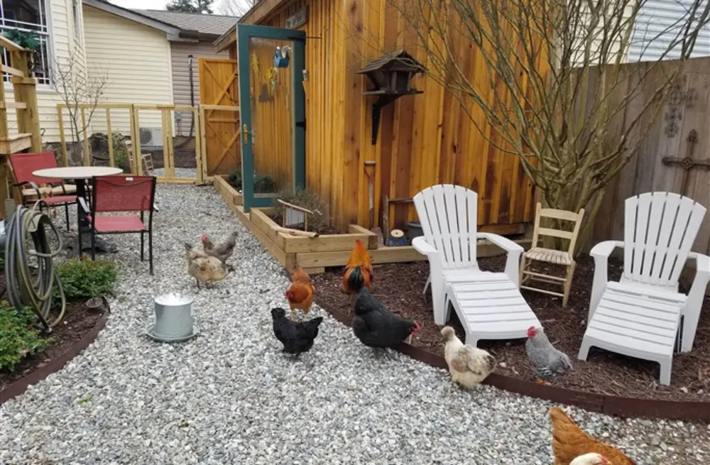 Silly Chickens Lodge