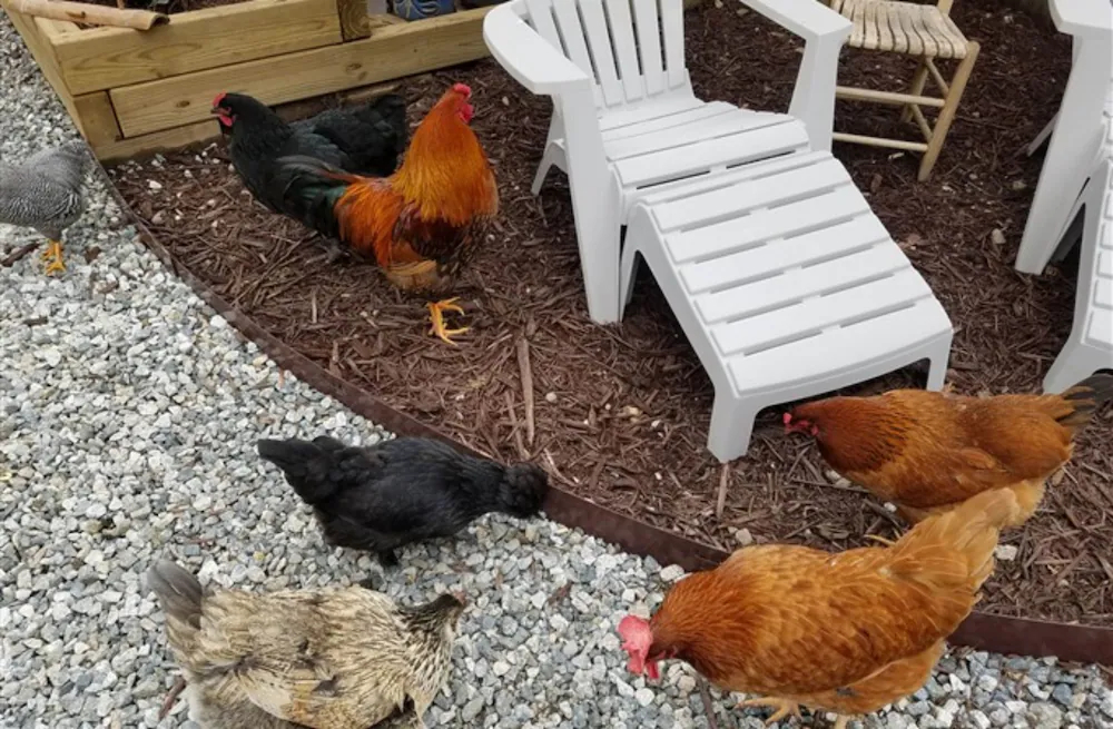 Silly Chickens Lodge
