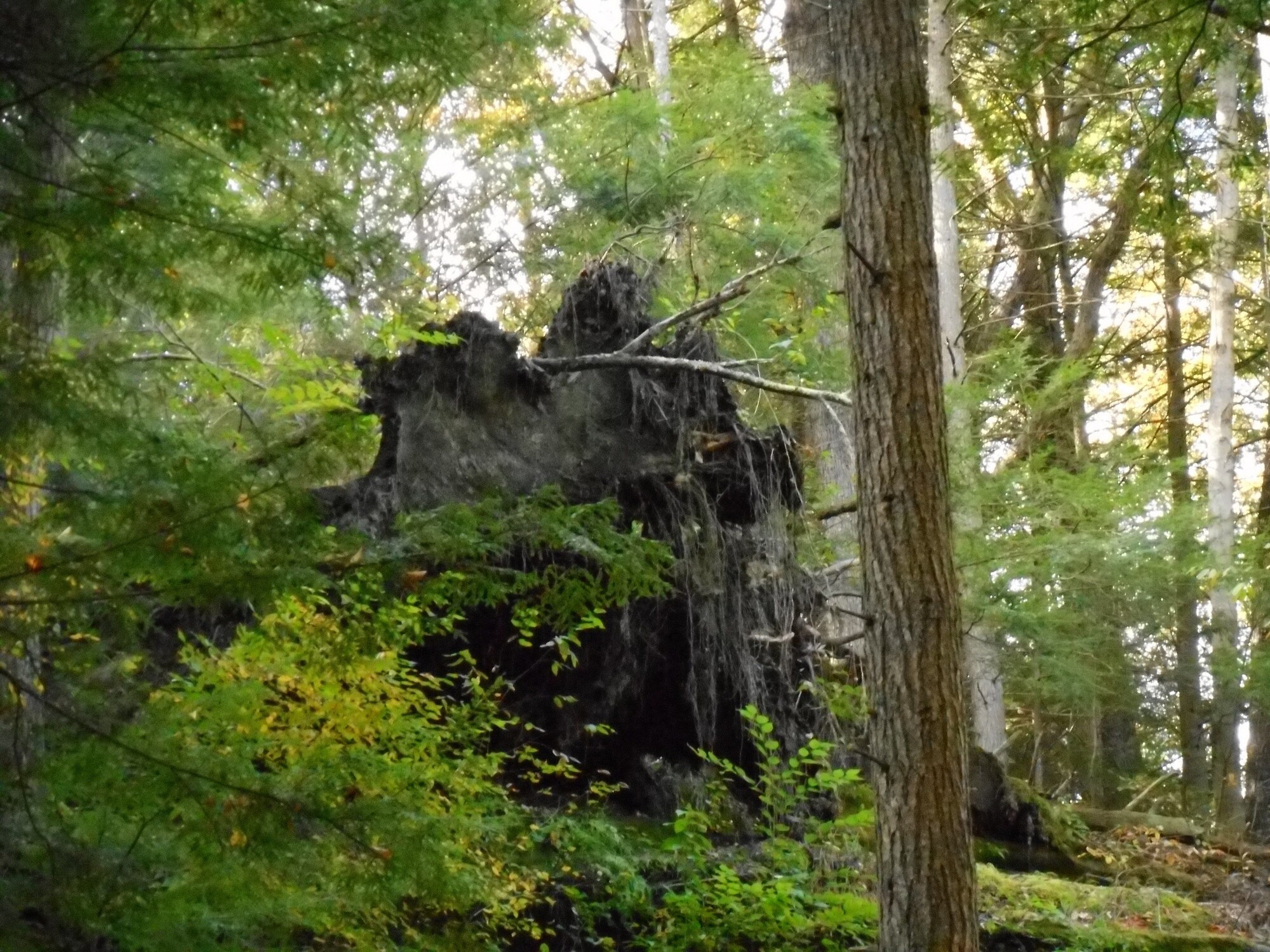 Holiday Inn Express Hocking Hills - Logan