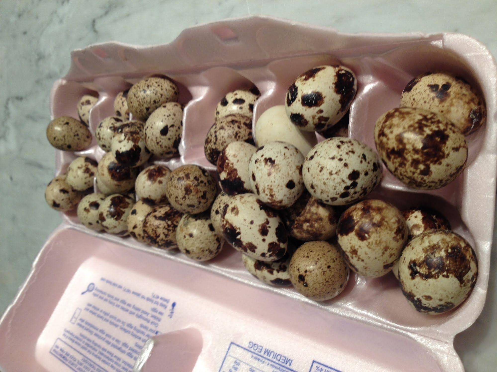 Silver Fern Bed & Breakfast