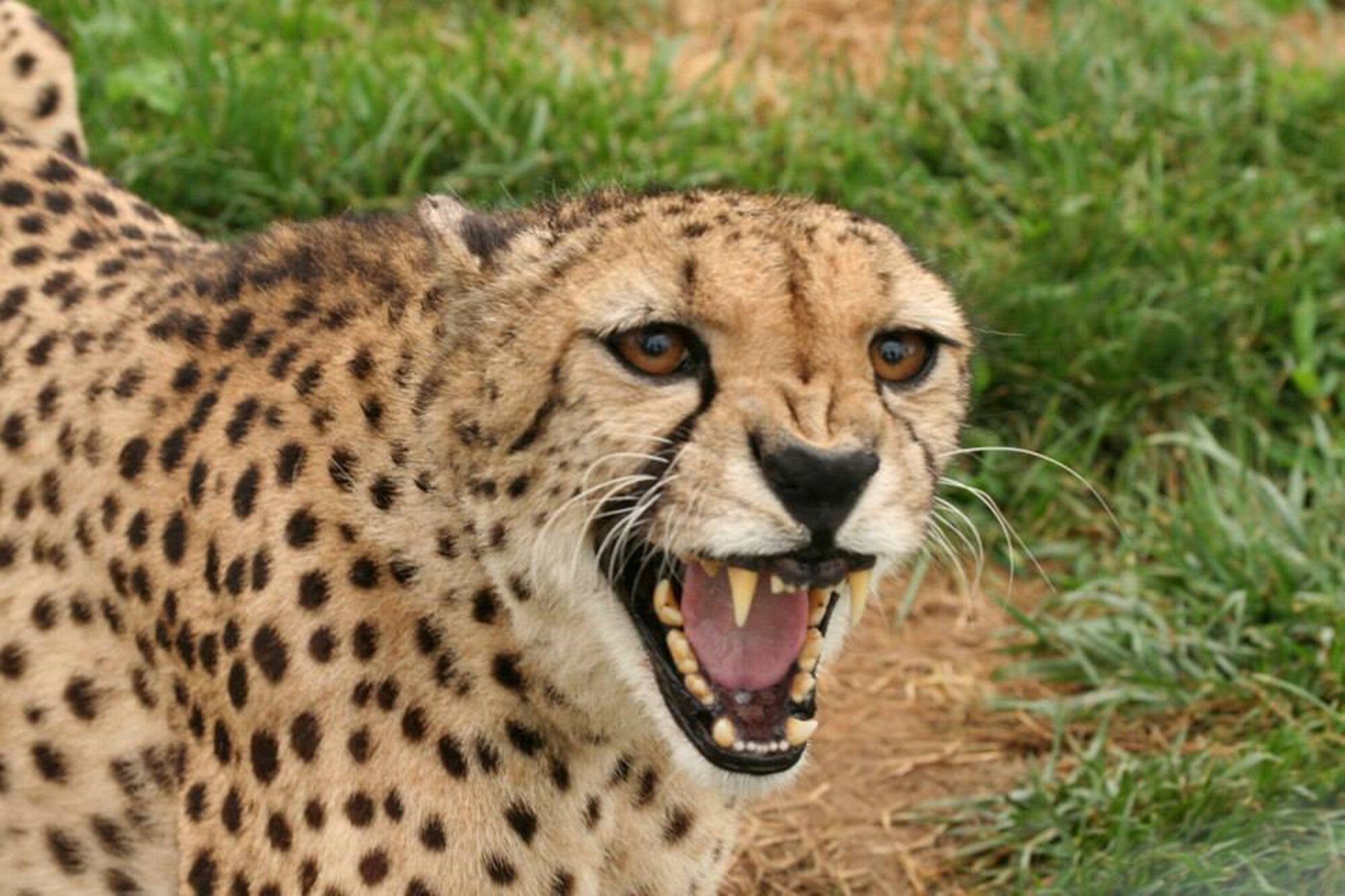 Holiday Inn Express Hotel & Suites Zanesville North