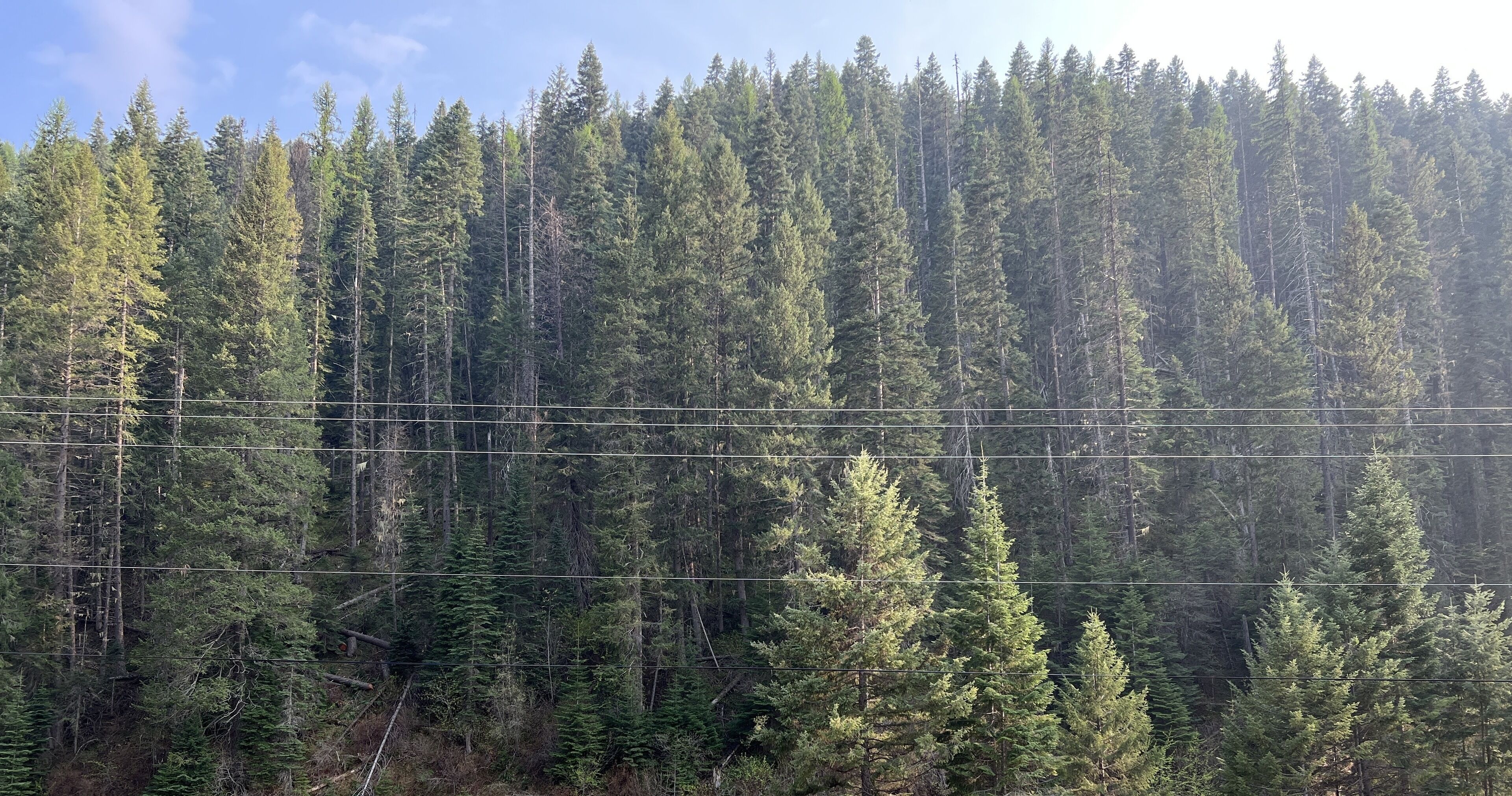 South Fork Junction Lodge & RV Park