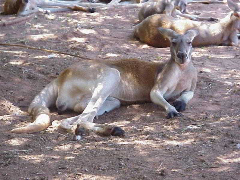 Best Western Greentree Inn & Suites