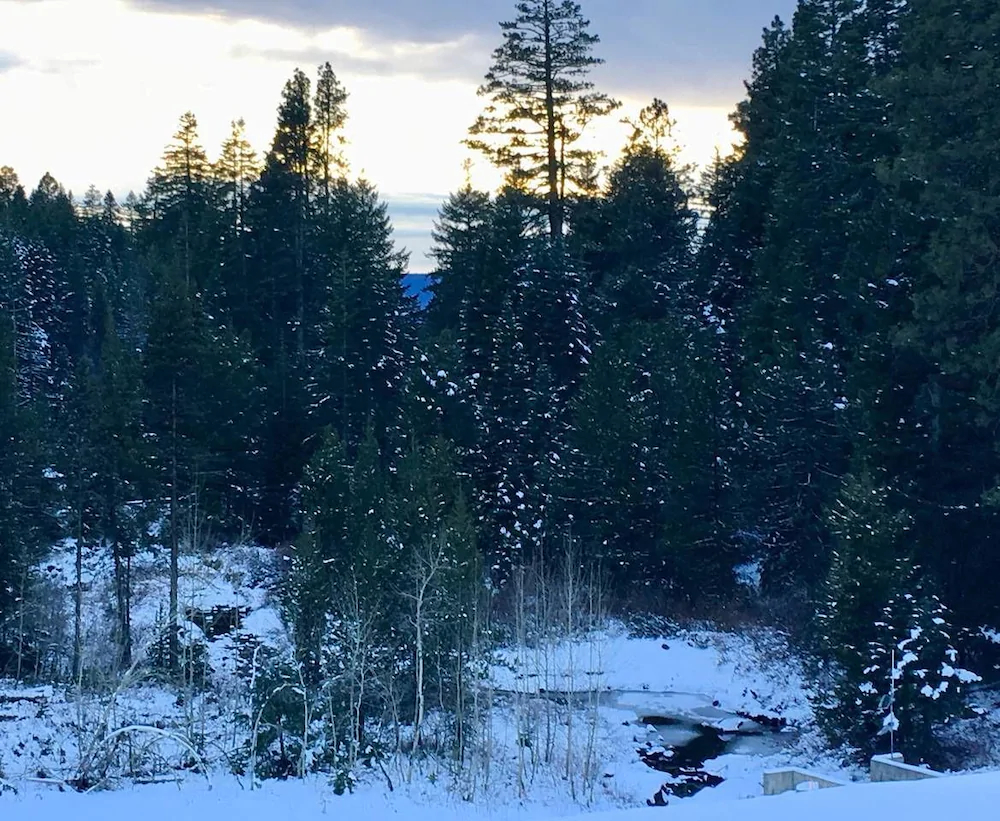 Mountain Pine Cabin Pet Friendly